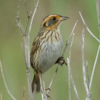 Saltmarsh Sparrow